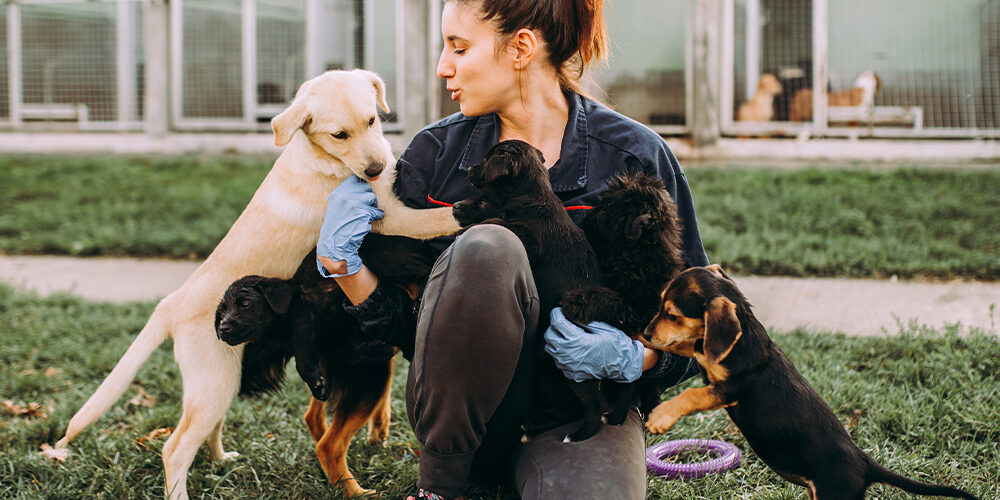 The-Wildest_Editorial_Animal-Shelter_Hero_AdobeStock_248142538 The-Wildest_Editorial_Animal-Shelter_Hero_AdobeStock_248142538